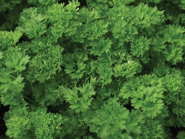 Herb Parsley 'Green Pearl' Plants (4 Pack)