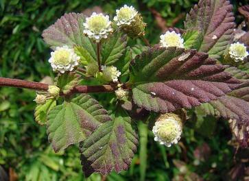 Aztec Sweet Herb 