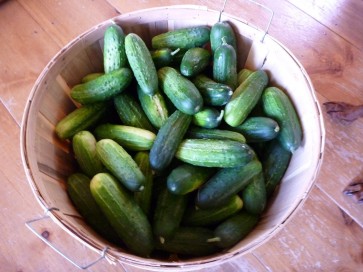 Cucumber 'Bush Pickle'