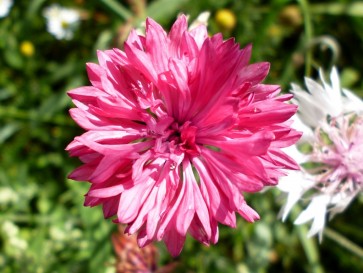 Bachelor's Button 'Rose Pink'