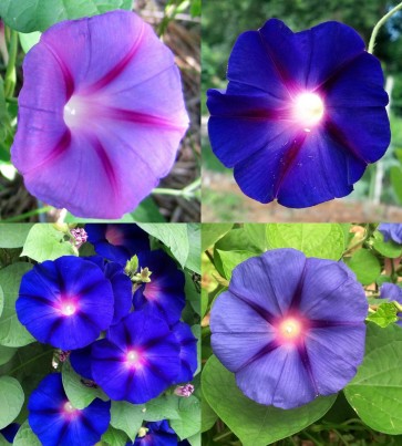 Morning Glory ‘Purple Mix’