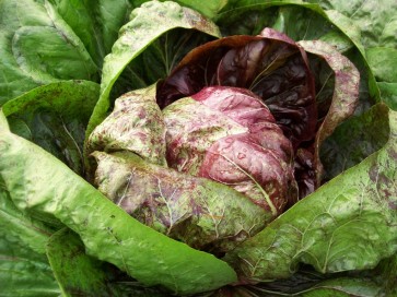 Radicchio ‘Early Palla Rossa’ 