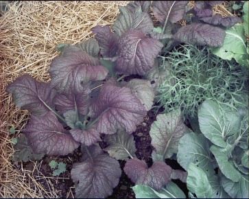 Broad-Leaved Mustard 'Red Giant' Plants (6 Pack)