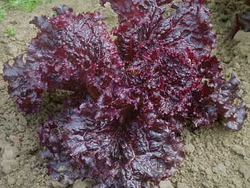 Leaf Lettuce 'Ruby Red' 