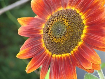 Sunflower 'Red Sun'