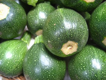 Squash 'Round Zucchini'