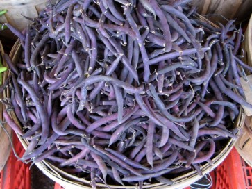 Bush Bean 'Royal Burgundy'