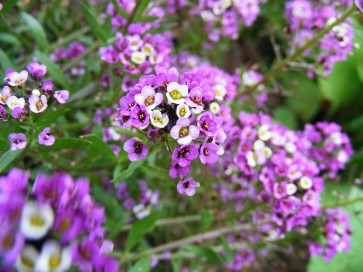 Alyssum 'Royal Carpet'