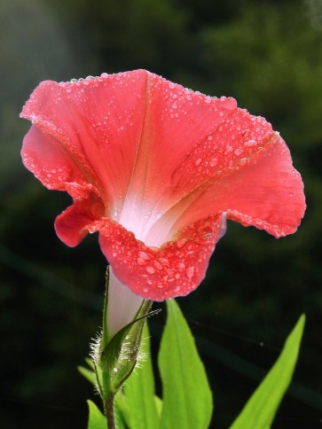 Japanese Morning Glory 'Scarlett O'Hara'