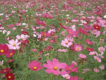 Cosmos 'Sensation Mix'