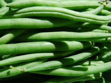 Snap Bean 'Topcrop'