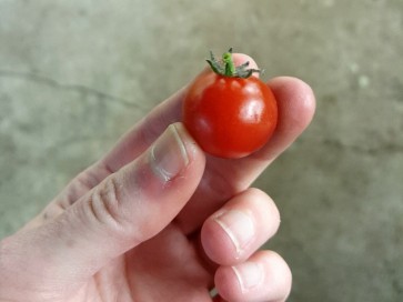 Tomato 'Vilma' 
