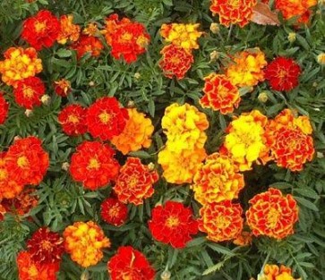 French Marigold 'Sparky Mix'
