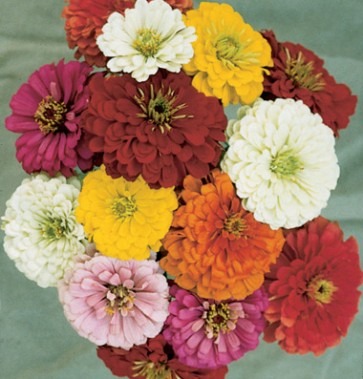 Zinnia 'State Fair Mix'