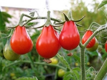 Tomato 'Red Pear' Plant (4" Pot, single)