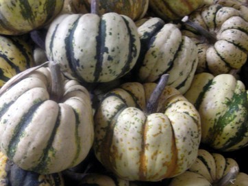 Delicata Squash 'Sweet Dumpling'