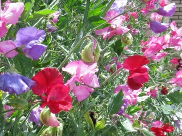 Sweet Pea 'Royal Family Mix'