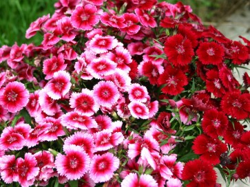 Sweet William 'Single Mixed'