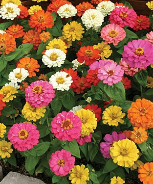 Zinnia 'Thumbelina Mix'