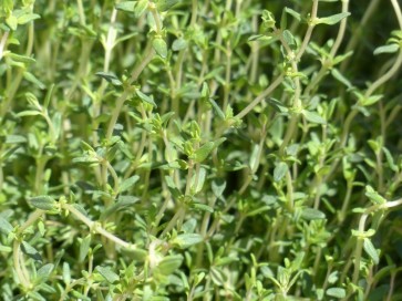 Thyme, Common