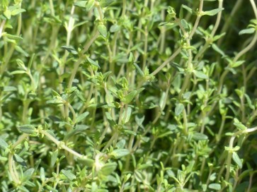 Herb Thyme 'Old English Winter' Plants (4PK)