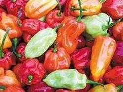 Mild Pepper 'Tobago'