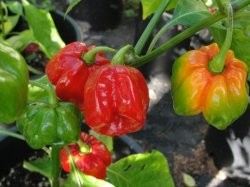Pepper HOT 'Congo Red Trinidad Habanero' Plant