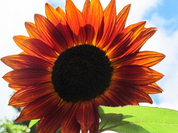 Sunflower 'Velvet Queen'