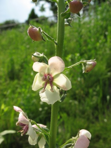 Moth Mullein Seeds (Certified Organic)