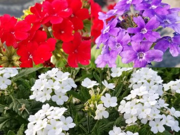 Verbena 'Shades of Liberty' 