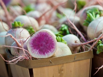 Radish 'Watermelon'