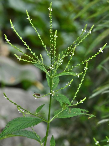 White Vervain Seeds (Certified Organic)
