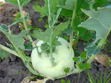 Kohlrabi 'Early White Vienna'