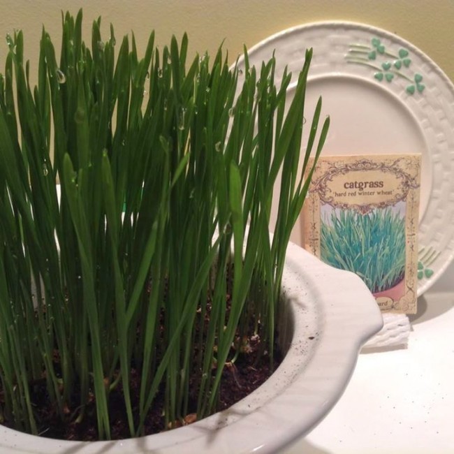 Wheatgrass Catgrass Hard Red Winter Wheat Seeds Garden Hoard