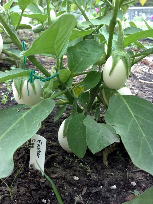 Ornamental Eggplant 'Easter Egg Plant' Seeds | Garden Hoard – Hand
