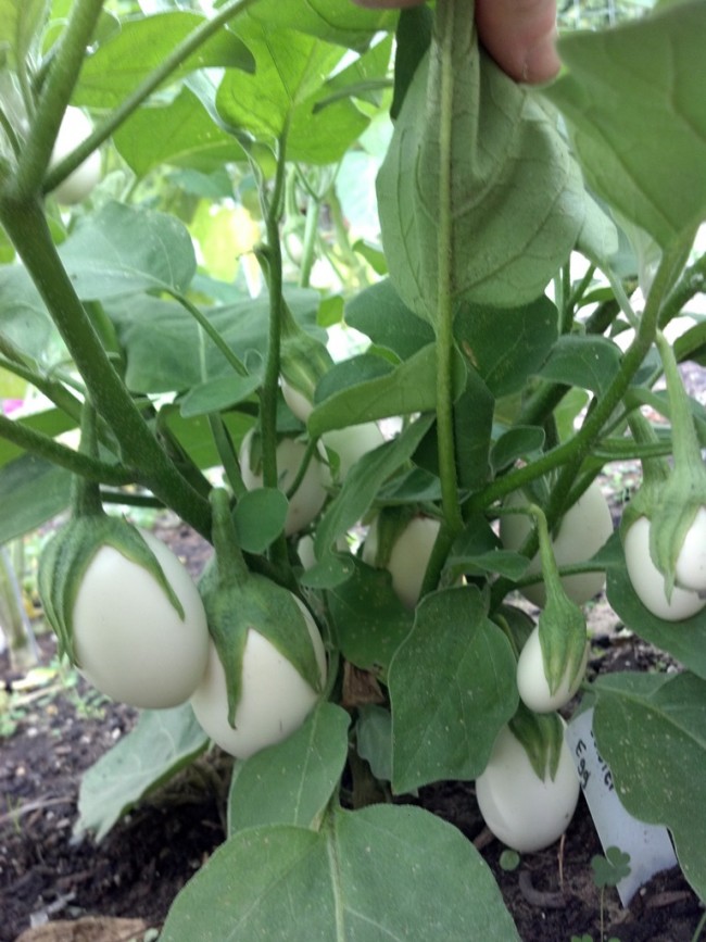 Ornamental Eggplant 'Easter Egg Plant' Seeds (Certified