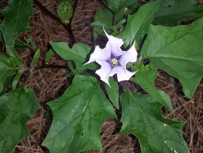 Datura Aka Devil S Trumpet White W Purple Throat Seeds Garden Hoard Certified Organic Heirloom Seeds Grown In Michigan By Renegade Acres
