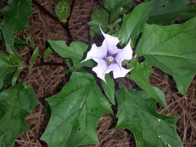 Datura AKA Devil's Trumpet (White w/ Purple Throat) Seeds 