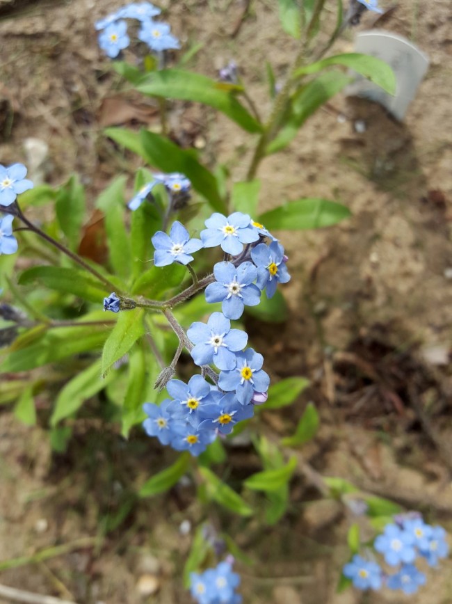 Details about   True Blue Summer Forget Me Not seeds 100  organic seeds } 
