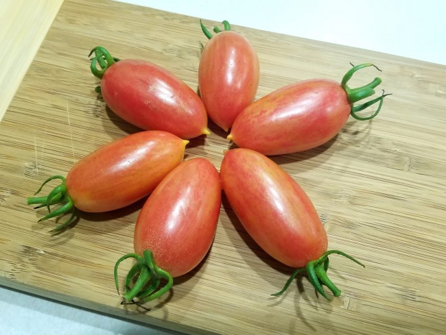 20 graines/seeds/semillas Maglia Rosa tomate/tomato 