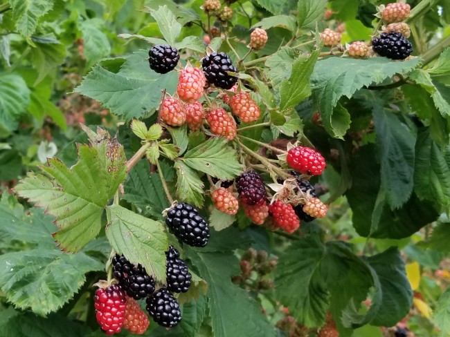 Wild top vines blackberry