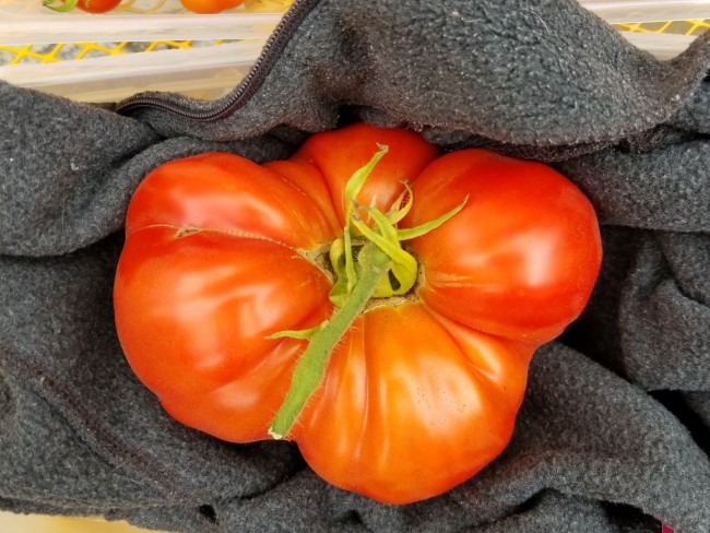 Tomato 'Big Zac' Seeds (Certified Organic) | Garden Hoard – Certified
