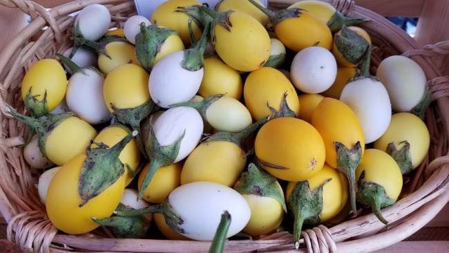 Easter egg plant store