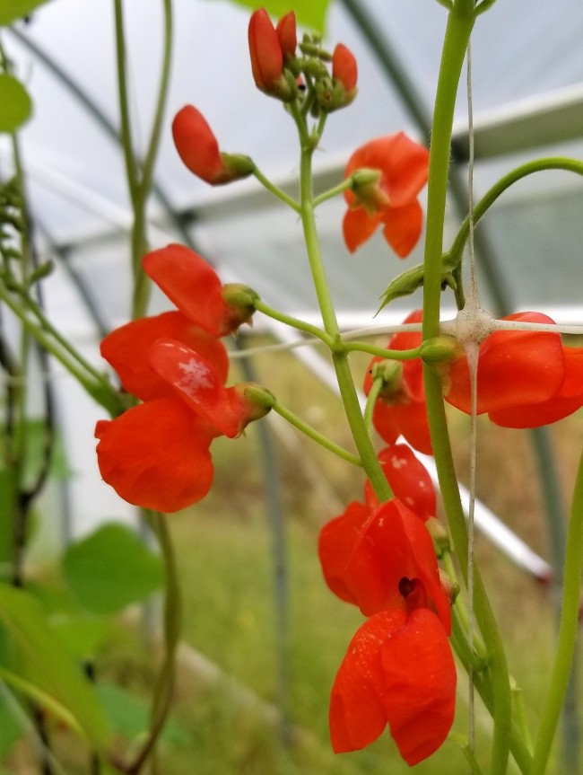Scarlet Runner Bean Seeds Certified Organic Garden Hoard