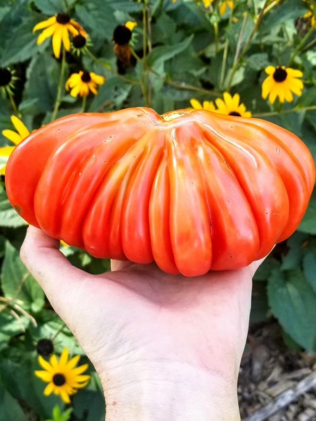 Pink tomato hotsell ropa