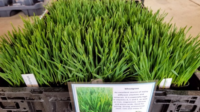Wheatgrass Catgrass Hard Red Winter Wheat Seeds Garden Hoard