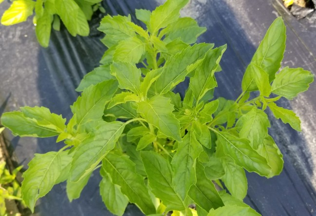 Holy Basil 2400 seeds Thai vegetable plant high quality seeds for Cultivation 