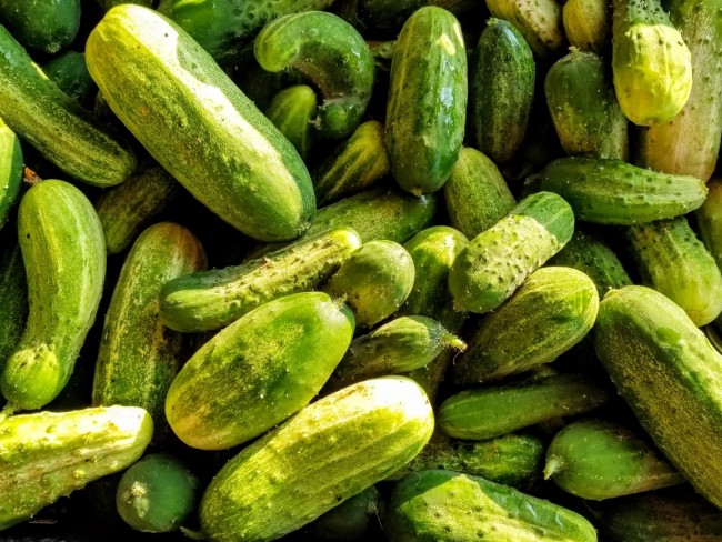 Buy National Pickling Cucumber Vegetable Seed Online