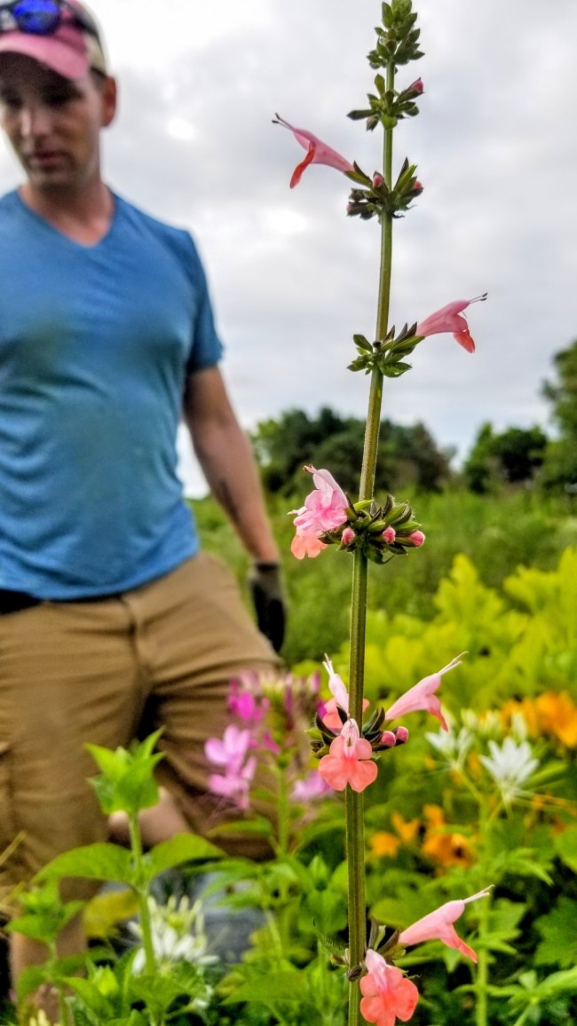 Hummingbird Salvia Coral Nymph Seeds Certified Organic Garden Hoard Certified Organic Heirloom Seeds Grown In Michigan By Renegade Acres