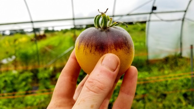 10/20 Tomato Seeds WOOLLY KATE Heirloom Vegetable Organic 